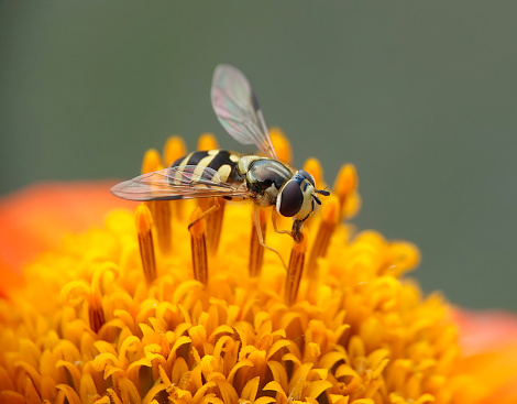 A hoverfly feeding on a Mexican sunflower.
