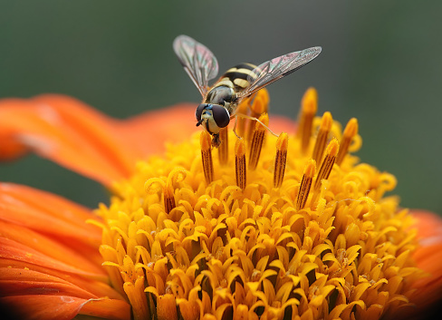 A closeup of a hoverfly on a Mexican sunflower.