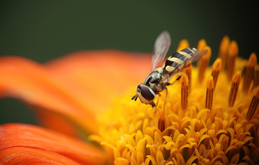 A hoverfly on a Mexican sunflower in a garden.