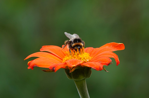 A bumblebee on a Mexican sunflower in a garden.