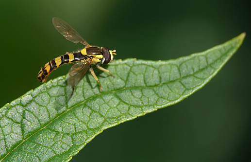 A hoverfly on a leaf in summer.