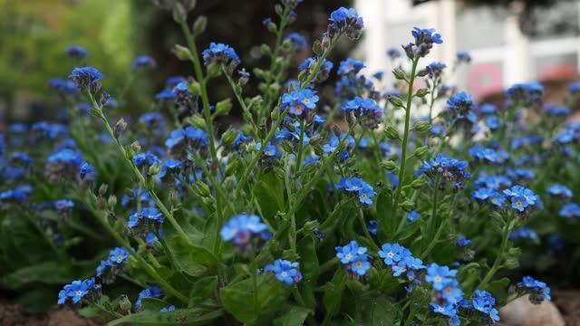 Forget-me-nots in the city park. Myosotis is a genus of flowering plants in the family Boraginaceae. Beautiful blue forget-me-nots or scorpion grasses. Garden cultural hybrid. Insects pollinate plants