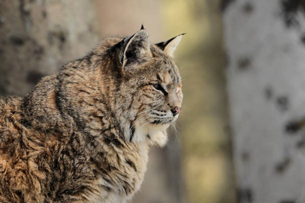Close up head shot portrait of a Bobcat