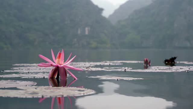 Water lilies on a lake in the mountains of central Vietnam