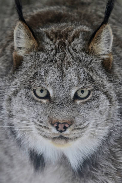 Close up portrait of a Canadian Lynx