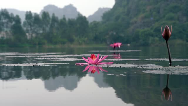 Water lilies on a lake in the mountains of central Vietnam