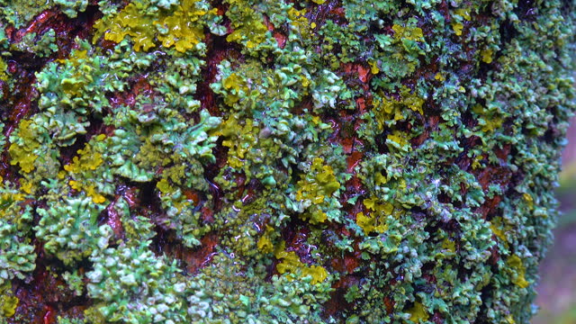 Lichens overgrown tree trunk, symbiosis of fungus and algae, indicator species, Slider shot