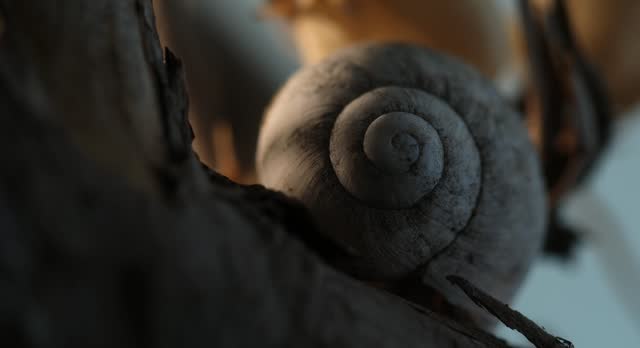 Spiral Snail Shell Amidst Dark Foliage at Sunrise.