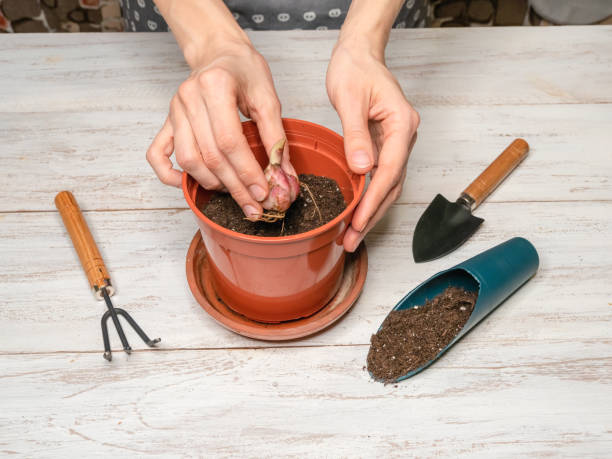istock A hand planting a flower bulb in a pot. 2148508124
