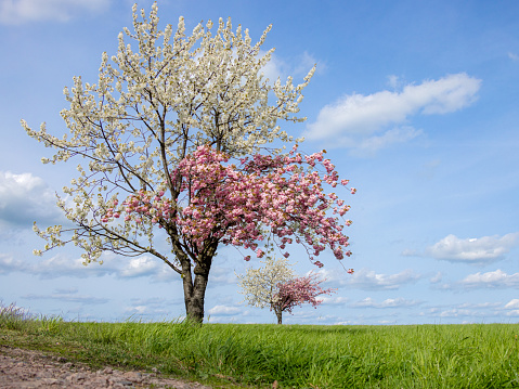 Spring tree with two different blossoms in the landscape