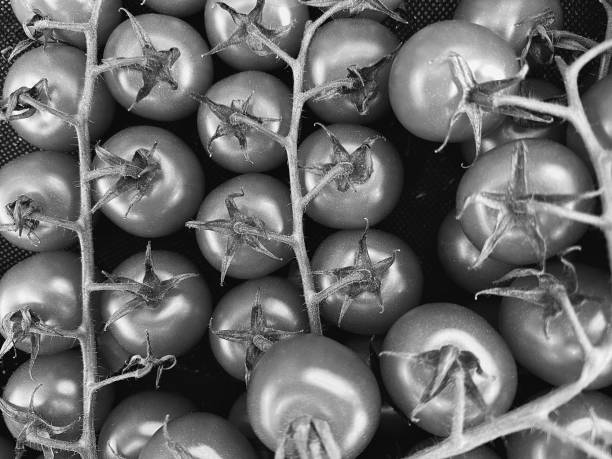 Shiny ripe vine tomatoes ready to eat