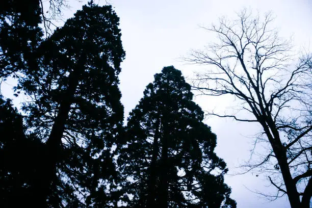 Photo of Black trees silhouetted by the sky after sunset in winter