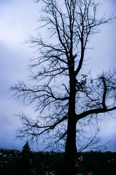 Photo of Black trees silhouetted by the sky after sunset in winter