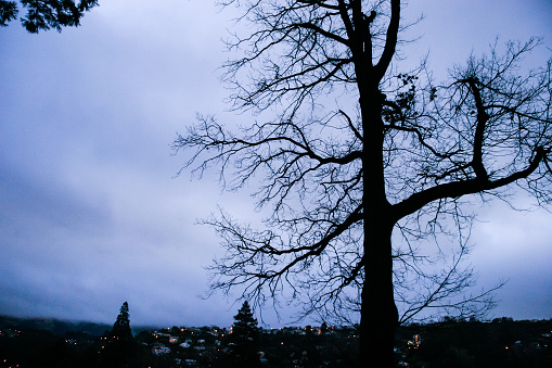 A shot looking up at a tree against the light coloured sky after sunset