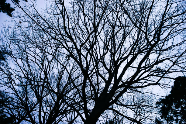 A shot looking up at a tree against the light coloured sky after sunset