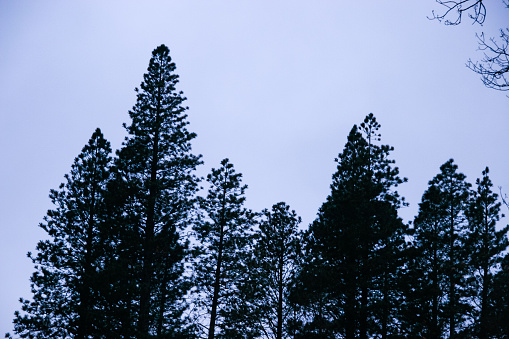 A shot looking up at a tree against the light coloured sky after sunset