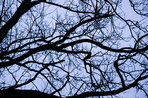 A shot looking up at a tree against the light coloured sky after sunset