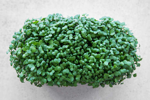 Tray of radish microgreens. Growing microgreens at home. Healthy eating concept.