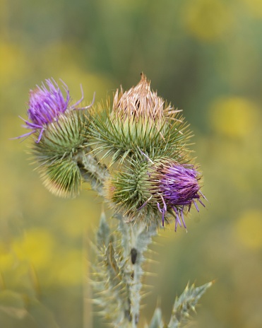 Scotch thistle; cotton thistle; woolly thistle; winged thistle; jackass thistle; heraldic thistle Purple Wildflower weed