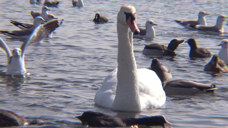 Mute swan (Cygnus olor). Graceful white mute swans swimming and feeding in the river.Water bird species