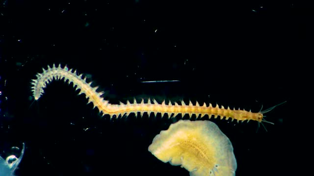 Marine polychaete worm Nereis and Planaria. Black Sea