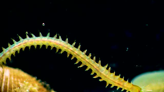 Marine polychaete worm Nereis. Black Sea