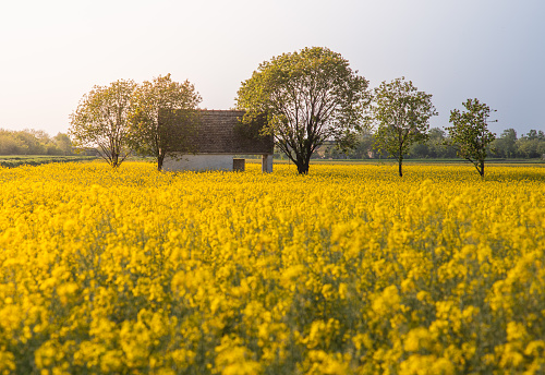 An old  house surrounded by a bright yellow canola field.
