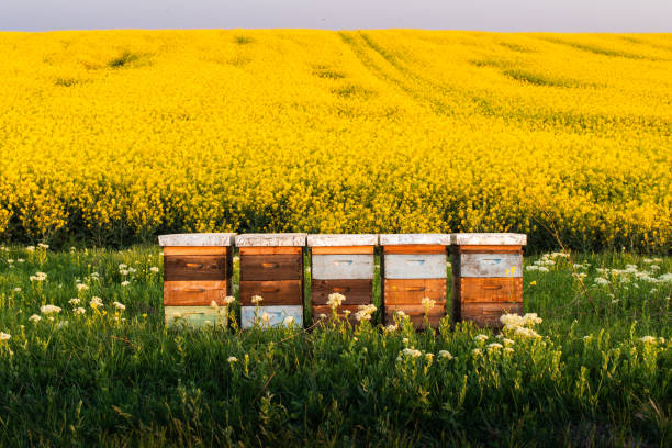 istock Wooden apiary crates in sunset 2148511658