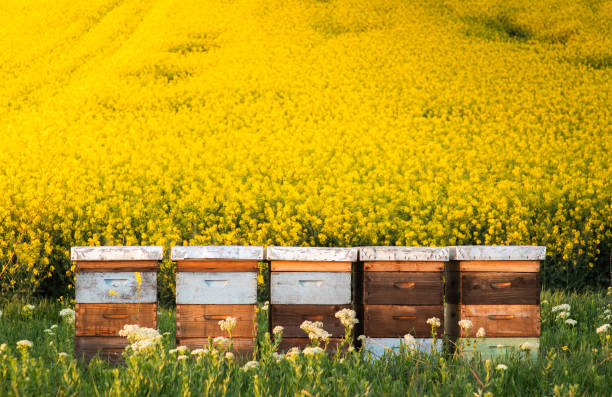istock Wooden apiary crates in sunset 2148511660