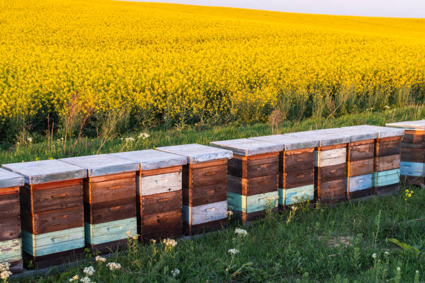 istock Wooden apiary crates in sunset 2148511686