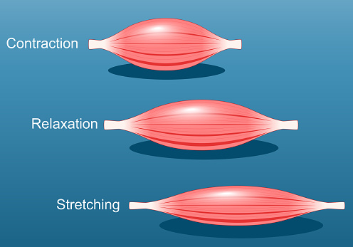 Muscle relaxation, stretching, and contraction. Close-up of a Skeletal muscle fiber. Isometric flat vector Illustration