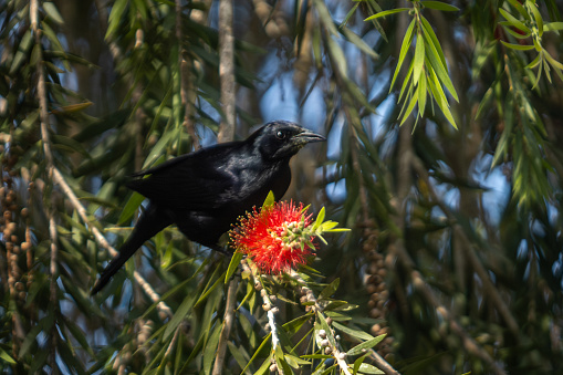 A Melodious blackbird male feed on a flower of Crimson Bottlebrush in the magnificent natural reserve of Matanzaz in Cuba.