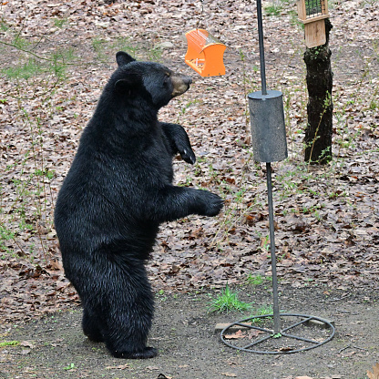 Black bear standing to check out a bird feeder in Washington, Connecticut, in rural Litchfield County, mid-April. There are an estimated 1,500 bears in the state. They have been sighted in every Connecticut town and city. Though the fourth-ranked state in population density, Connecticut is the 14th most forested, providing good bear habitat. The state recently enacted a law against feeding bears and urges people to take down their bird feeders by mid-March, when bears awaken from their winter sleep.