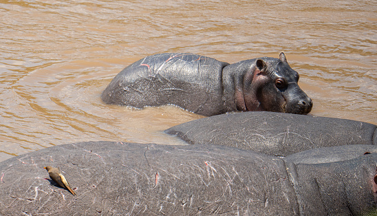 hippopotamus (Hippopotamus amphibius) lying in the river in Masai Mara in Kenya