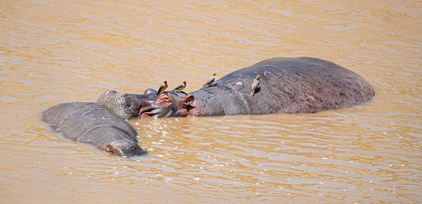 hippopotamus (Hippopotamus amphibius) lying in the river in Masai Mara in Kenya