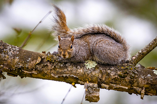 Eastern gray squirrel on boulder in the woods, side view