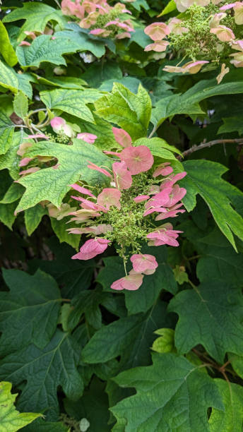 Blooming hydrangea quercifolia snow queen