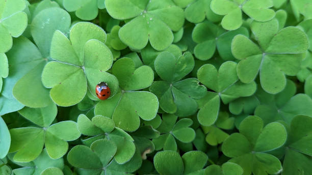 istock Ladybug on shamrock plant in the garden 2148513509