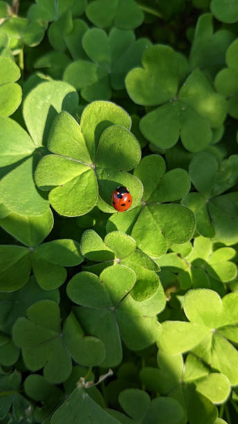 istock Ladybug on clover plant in the garden 2148513515