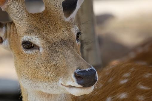 Close up head male deer in garden