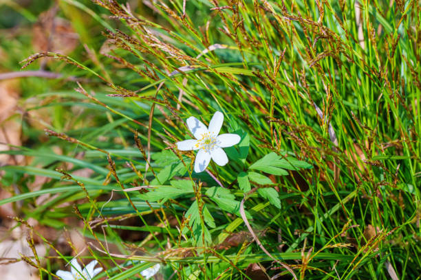 istock Small white flower emerging from grass, a terrestrial plant in the landscape 2148515051