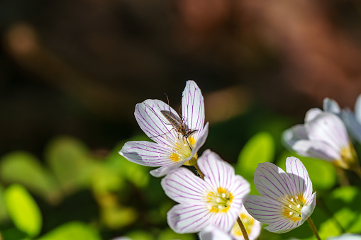 Macro photography of a bug on a vibrant flower petal, showcasing the intricate details of the insect and the terrestrial plant in the background