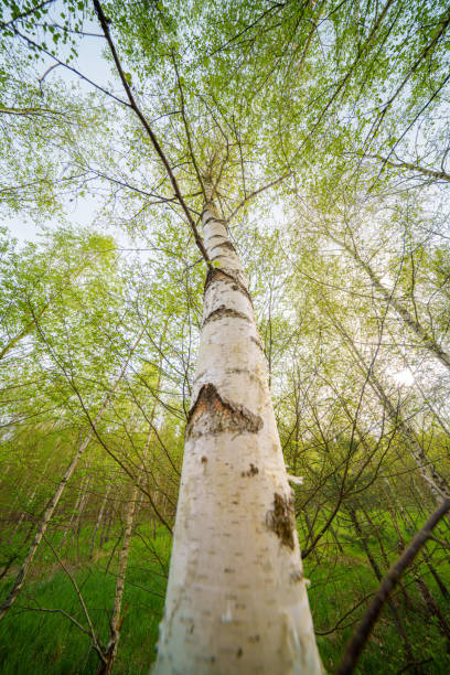 Observing a majestic birch tree towering over the forest, its slender trunk rising up towards the sky among a sea of green grass and other woodland plants