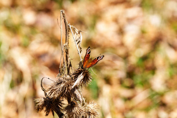 An insect, the butterfly, is resting on a twig of a terrestrial plant with a background of grass and blurred natural landscape