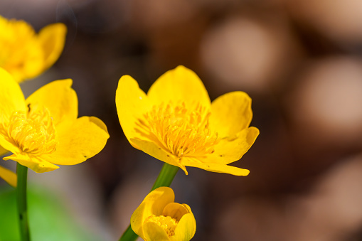 A closeup of a tall field buttercup, a wildflower with bright yellow petals and a green herbaceous stem, known scientifically as a kingcup