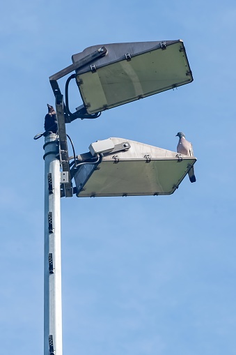flood light lamp with a dove