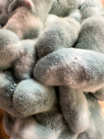 Fungal mold in food