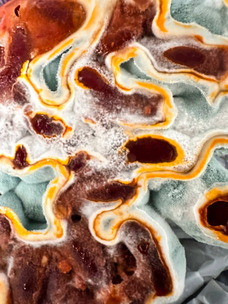 Fungal mold in food