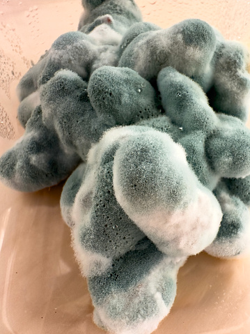 Fungal mold in food