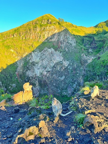 Bali Indonesia - Apr 13, 2024: Several monkeys appear on Batur mountain peak welcoming sunrise